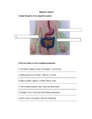english worksheets digestive system worksheets page