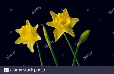 Daffodil Still Life On Black Stock Photo Alamy