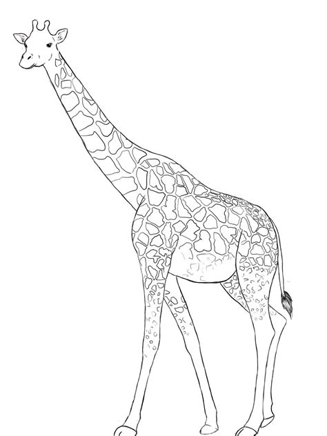 How To Draw A Giraffe Giraffe Cartoon And Learning