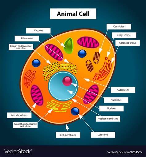 Animal Cell Royalty Free Vector Image Vectorstock