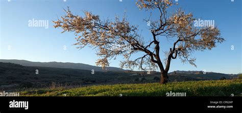 Almond Blossom In Alfaix Andalucia Stock Photo Alamy
