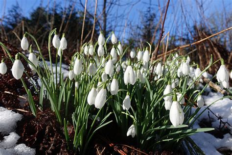 Snowdrops Galanthus Nivalis Anne Burgess Geograph Britain And