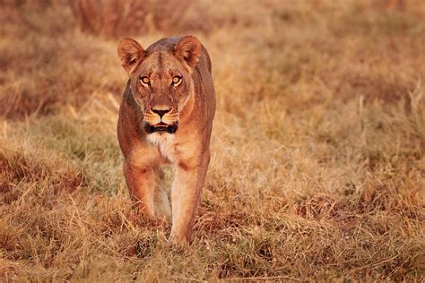 Beautiful Lioness Panthera Leo Walks In The Savannah Photograph By Andrea Marzorati Fine Art