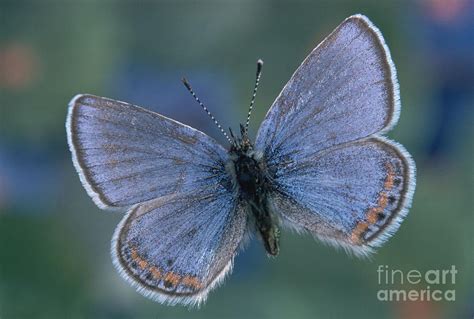 Acmon Blue Butterfly Plebejus Acmon Photograph By Kjell B Sandved