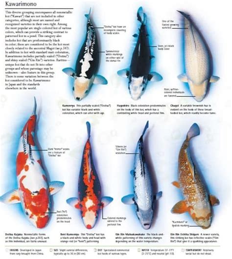 Types Of Koi Fish Various Types Of Koi Fish And Their Color Pattern