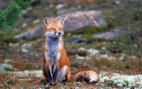 Fox Nature Animals Smiling Wallpapers Hd Desktop And