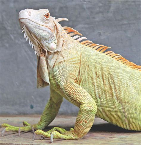 By Any Other Name Meet The Green Iguana And Its Albino Mutation