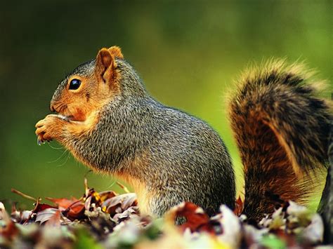 Squirrel Wallpapers Pets Cute And Docile