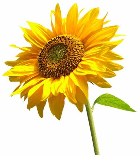 Sunshine Growers - Products