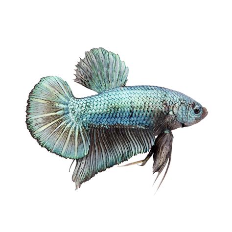 Male Halfmoon King Betta Fish Petco