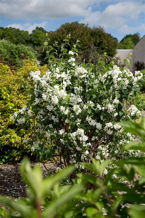 12 Low Maintenance Flowering Shrubs To Plant In The Fall For Gorgeous