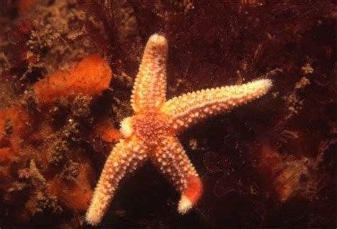 How Do Starfish Reproduce Sexually And Asexually Starfish Reproduction