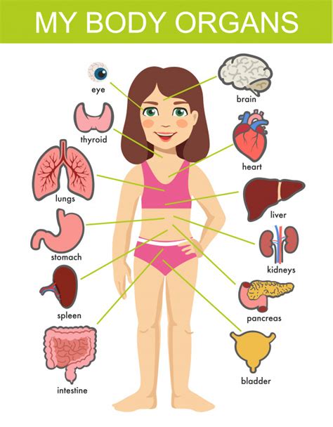 This article looks at female body parts and their functions, and it provides an interactive diagram. Girl internal organs. hild medical organs system. female ...