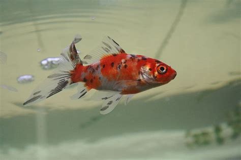 Shubunkin Goldfish The Ultimate Care Guide Size Breeding Lifespan