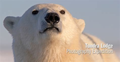Polar Bear Photo Tours Photo Expeditions