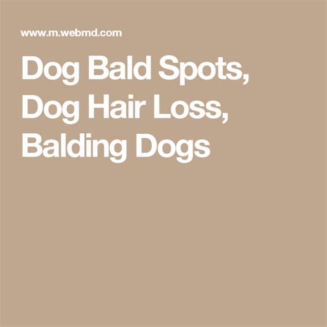 Dogs And Bald Spots Dog Hair Loss Hair Loss Balding