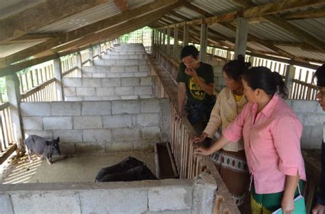 Pig House Plans In The Philippines