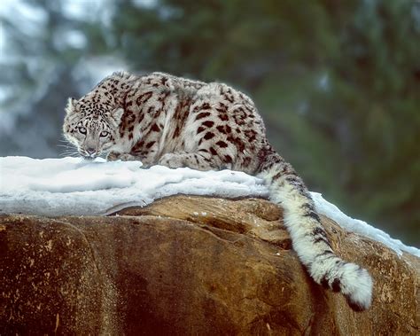 Snow Leopard In Winter Jim Zuckerman Photography And Photo Tours
