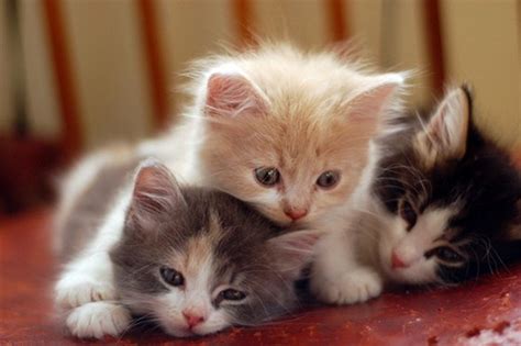Animal Babies Beautiful Cat Cats Kittens 4loveimages