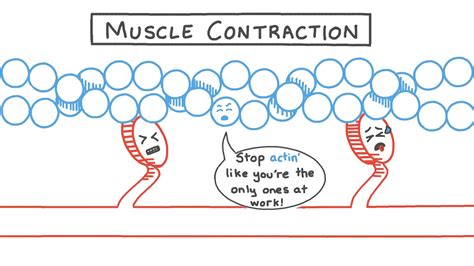 Lesson Muscle Contraction Nagwa