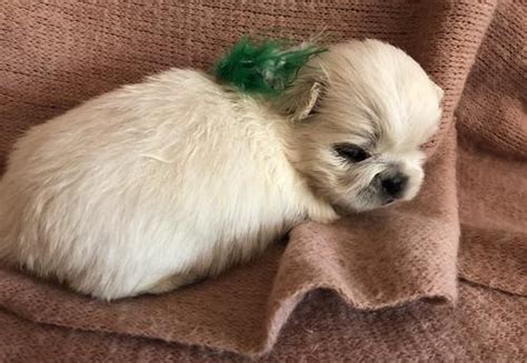 Read more about this dog breed on our pekingese breed information page. Pekingese Puppy for Sale - Adoption, Rescue | Pekingese ...