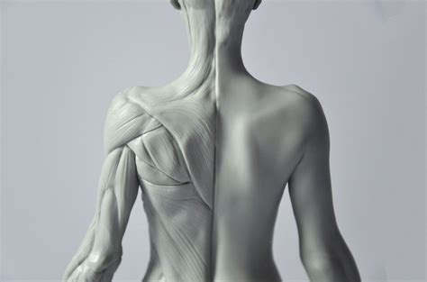 D Total Female Anatomy Figure Female Anatomy Female Anatomy Reference Anatomy Sculpture