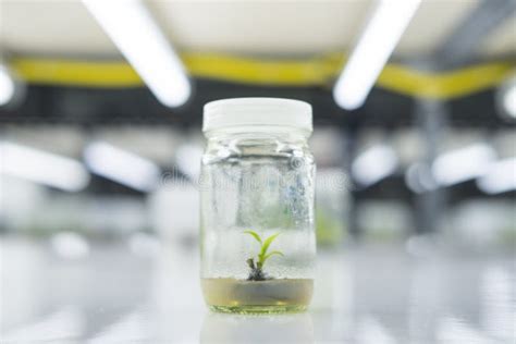 Plant Cell And Tissue Culture Technology Laboratory Stock Photo Image