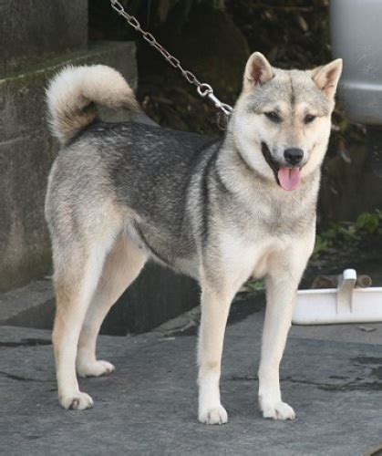 行進子犬に恋文を 1 koushin koinu ni koibumi wo #1. 白毛の紀州犬、胡麻毛の紀州犬。飼われた狼は犬に似た形態に ...