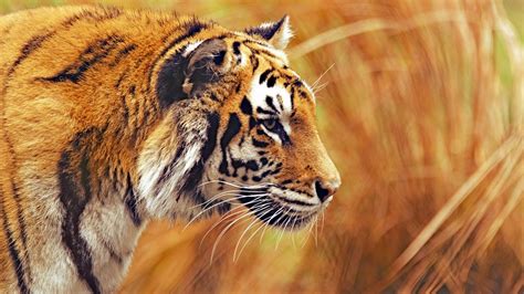 Download Wallpaper Bengal Tiger 2560x1440