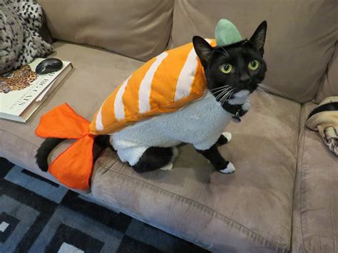 Proof Cats Are Cool Even In Costumes