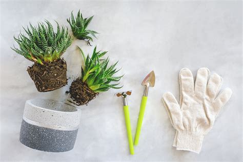 15 Must-Have Plant Tools When Becoming a Plant Parent