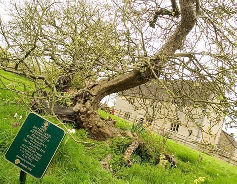 Isaac Newton S Apple Tree Is Still Alive After Over 400 Years Fact