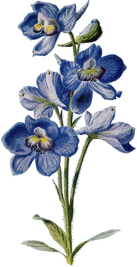 Flowers come in a huge range of colours, but blue blooms are relatively rare. Vintage Beautiful Tall Blue Flower Image! - The Graphics Fairy