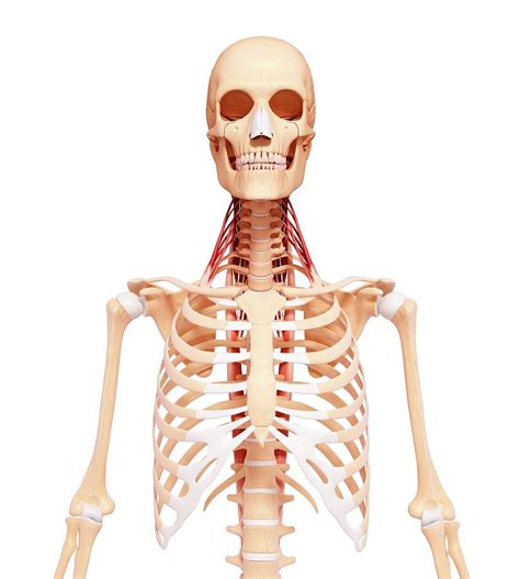 Human Skeleton Photograph By Pixologicstudioscience Photo Library