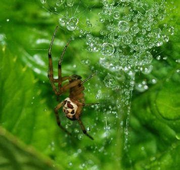 While some spider bites cause only redness and itching, others are more dangerous. False Widow.....False Panic! - Natural Communities