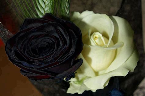 Blackwhite Rose Flowers Photo 34779280 Fanpop