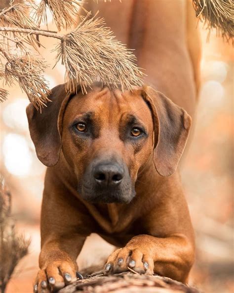 The Rhodesian Ridgeback Once Known As The African Lion Hound Was