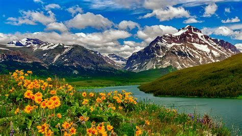 Spring Landscape Wild Flowers Yellow Color Lake Mountains With Remains Of Snow Hd Desktop