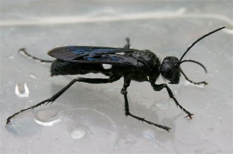 Black Flying Wasp Like Insect Mice