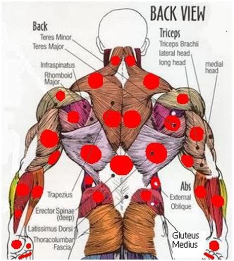 Upper back anatomy organs : Probes