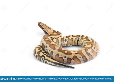 Sumatran Short Tail Python Isolated On White Background Stock Photo