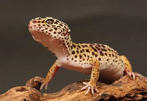 Fiche Levage Gecko L Opard Eublepharis Macularius Mon Terrarium