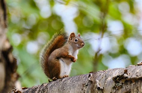 Wallpaper Squirrel Animal Glance Wildlife Hd Widescreen High