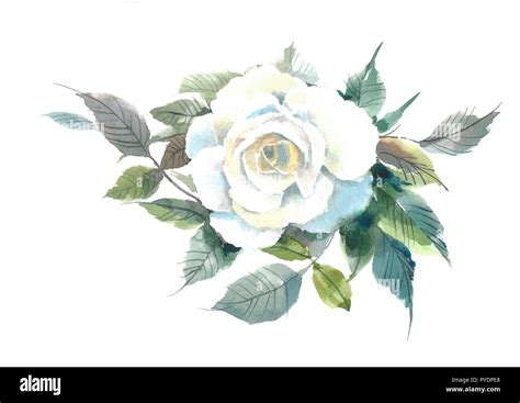 Blossoming Tender White Rose Watercolor Flower Watercolor Background