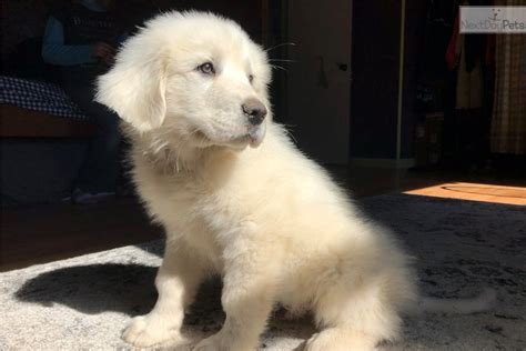 Red Great Pyrenees Puppy For Sale Near Fredericksburg Virginia