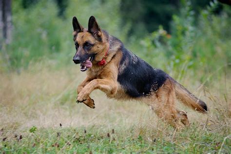 German Shepherd Dog Dog Breed Information