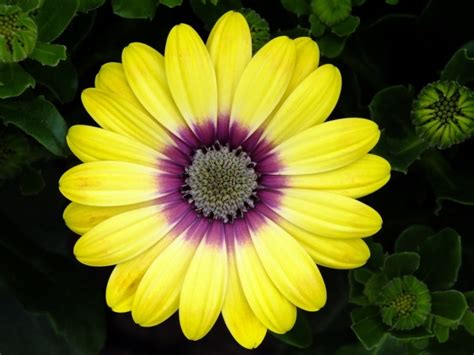Plantfiles Pictures Osteospermum African Daisy Cape Daisy Blue Eyed