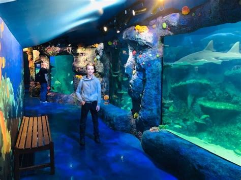 Review Sea Life Sydney Aquarium A Perfect Day Out For Families