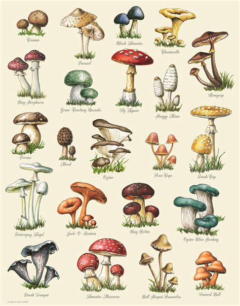 Mushroom Varieties Print Food Print Mushroom Chart Etsy