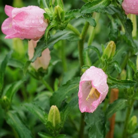 Campanula canterbury bells can be easily grown and cared for much like their bellflower counterparts. Canterbury Bell Seeds - Campanula Medium Rose Flower Seeds